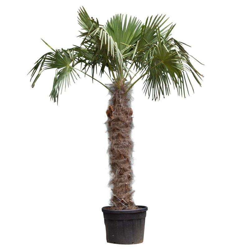Chinesische Hanfpalme