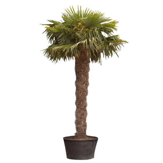 Chinesische Hanfpalme