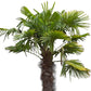Chinesische Hanfpalme