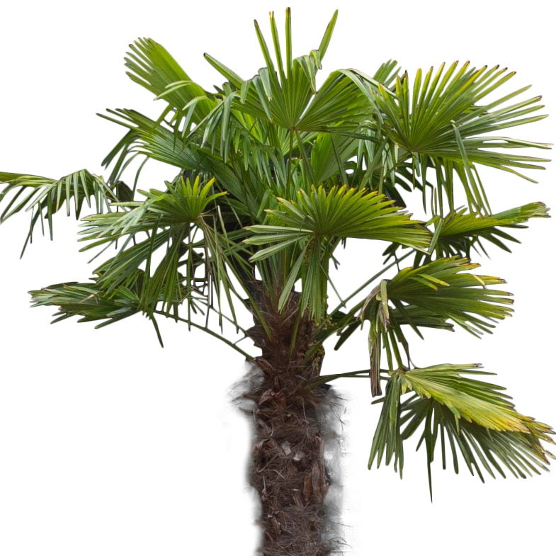 Chinesische Hanfpalme