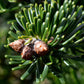 Premium Nordmann-Tanne
