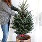 Premium Nordmann-Tanne