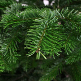 Echte Weihnachts-bäume
