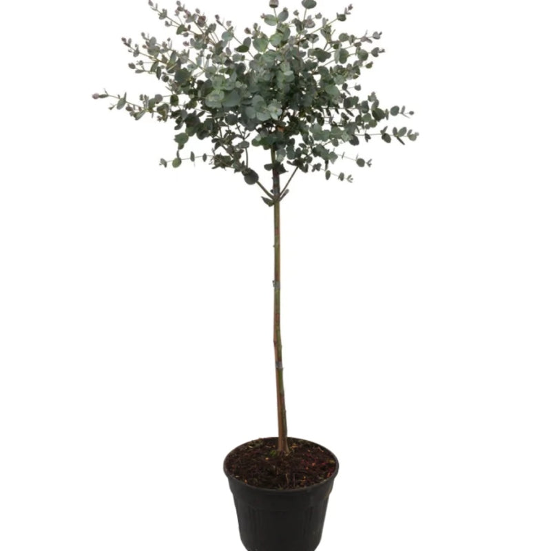 Eukalyptus Stämmchen