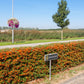 Feuerdorn 'Dart's Red' (Fertighecke)