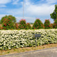 Feuerdorn 'Dart's Red' (Fertighecke)