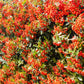 Feuerdorn 'Dart's Red' (Fertighecke)