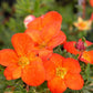 Fingerstrauch 'Red Ace'