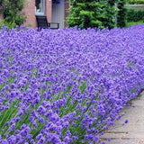 Gartenpflanzen