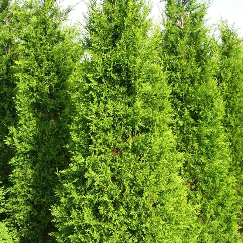 Gartenzypresse 'Ilona'