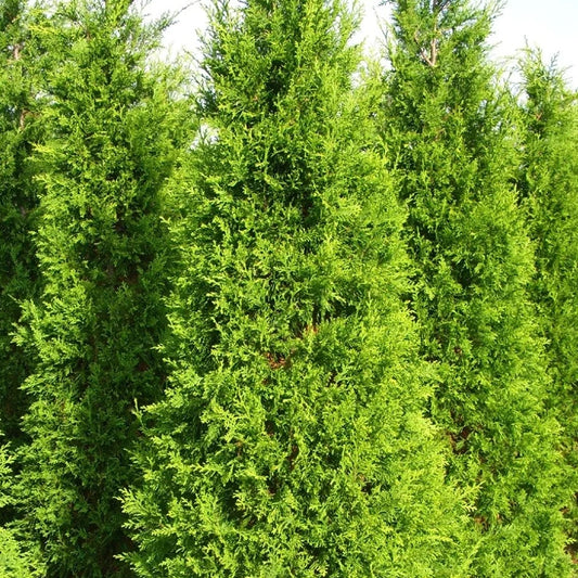 Gartenzypresse 'Ilona'