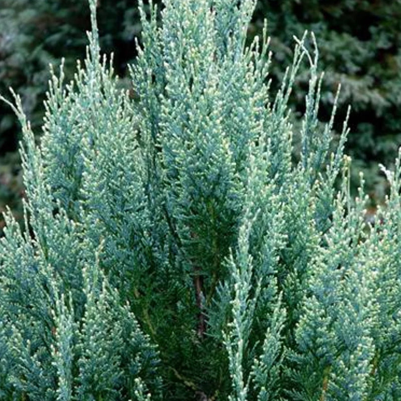 Gartenzypresse 'White Spot'