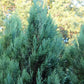 Gartenzypresse 'White Spot'