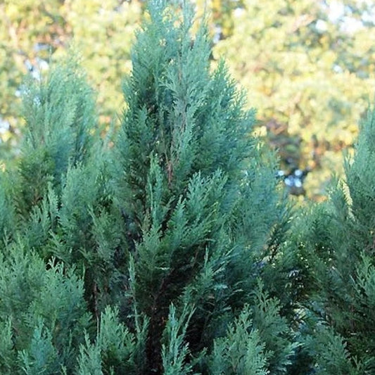 Gartenzypresse 'White Spot'