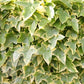Gelbbunter Efeu 'Goldchild' (Fertighecke)