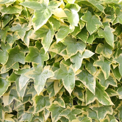 Gelbbunter Efeu 'Goldchild' (Fertighecke)