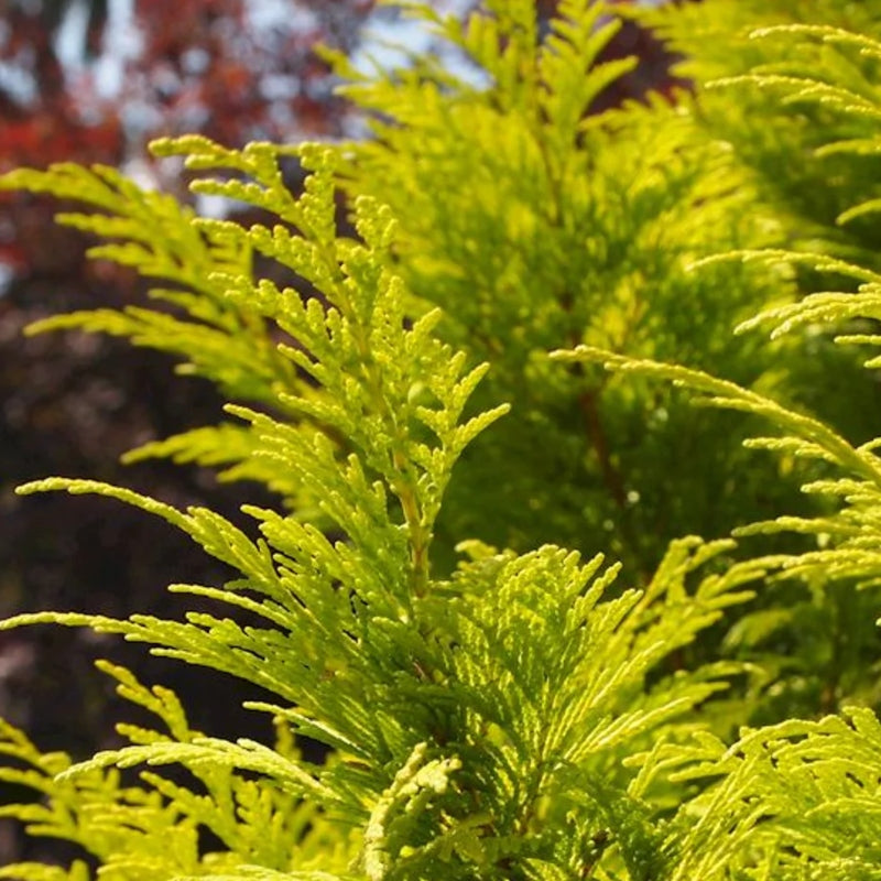 Gelbe Gartenzypresse 'Stardust'