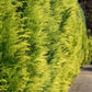 Gelbe Gartenzypresse 'Stardust'