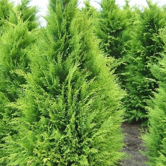 Gelbe Gartenzypresse 'Stardust'