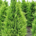 Gelbe Gartenzypresse 'Stardust'