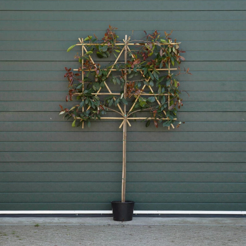 Glanzmispel als Spalierbaum