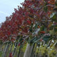 Glanzmispel als Spalierbaum
