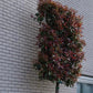 Glanzmispel als Spalierbaum