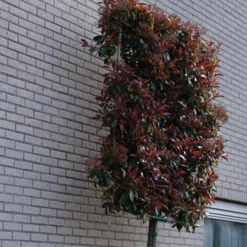 Glanzmispel als Spalierbaum