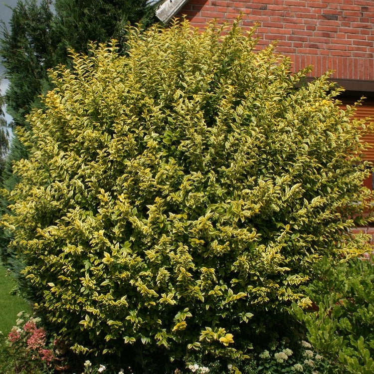Goldliguster