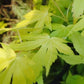 Grüner Schlitzahorn