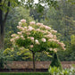 Hortensie 'Vanille Fraise'