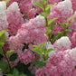 Hortensie 'Vanille Fraise'