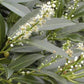 Kirschlorbeer 'Herbergii'