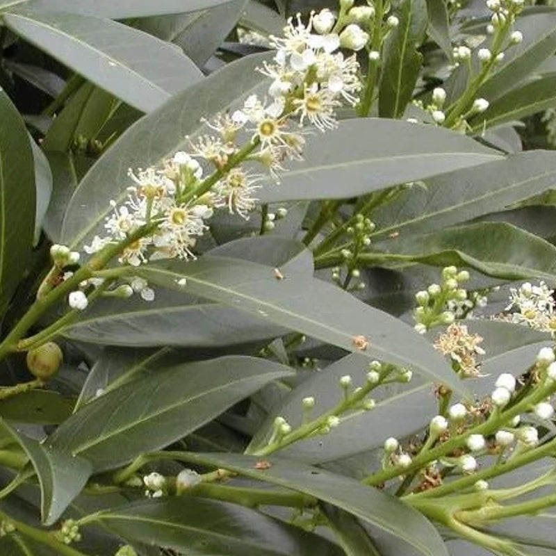 Kirschlorbeer 'Herbergii'