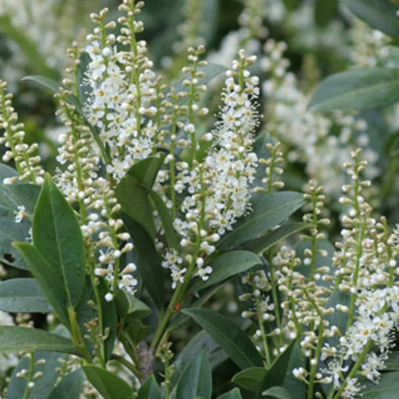 Kirschlorbeer 'Mano'