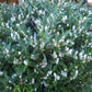 Kirschlorbeer 'Mano'