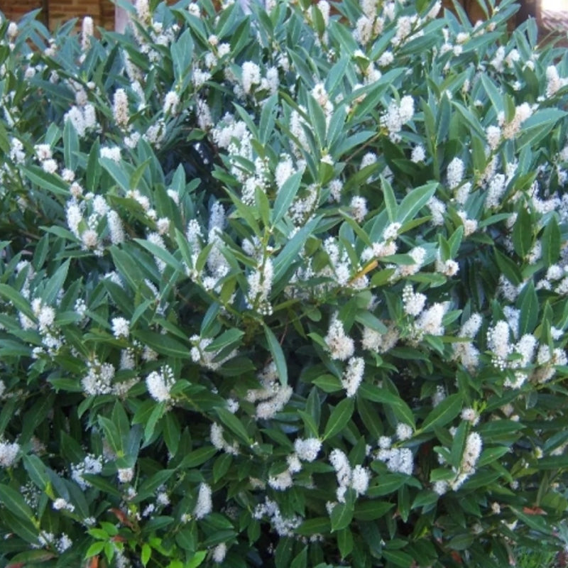 Kirschlorbeer 'Mano'