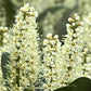 Kirschlorbeer 'Mano'