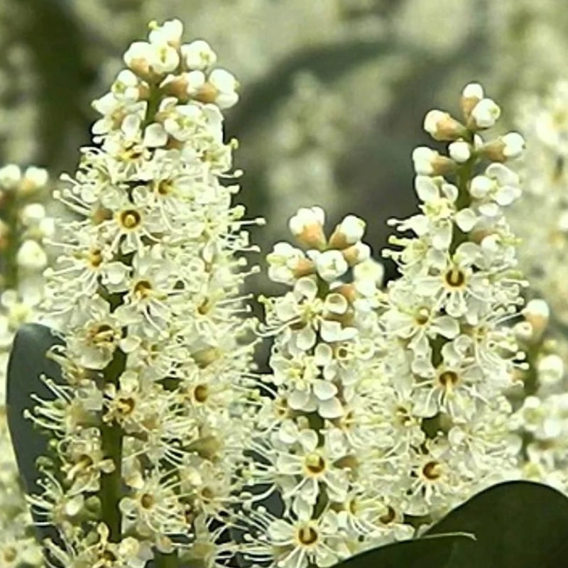 Kirschlorbeer 'Mano'