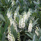 Kirschlorbeer 'Otto Luyken'