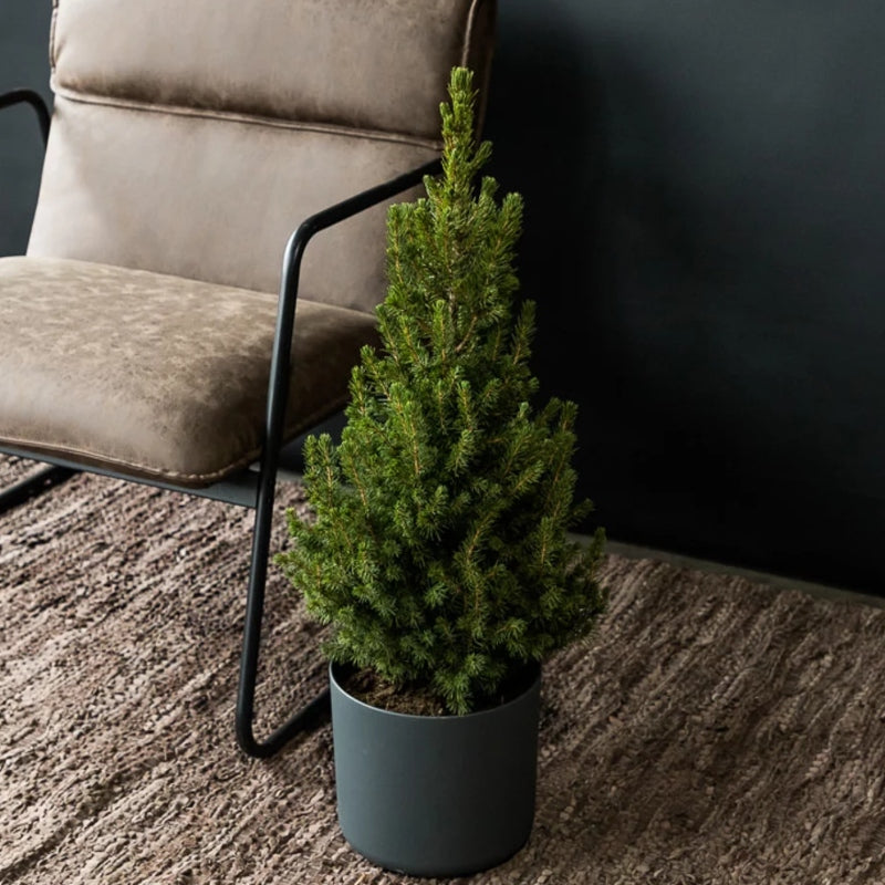 Kleiner Weihnachtsbaum im Topf