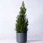 Kleiner Weihnachtsbaum im Topf