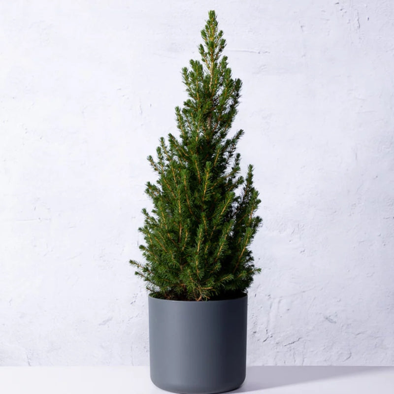 Kleiner Weihnachtsbaum im Topf