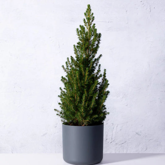 Kleiner Weihnachtsbaum im Topf