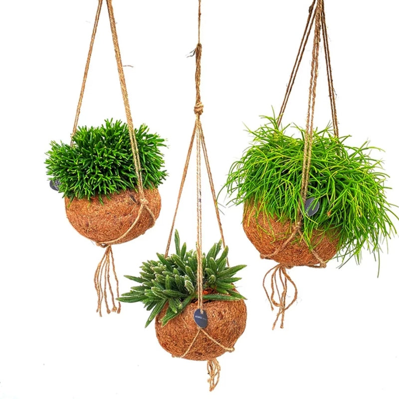 Kokodama-Ampel-Set Rhipsalis