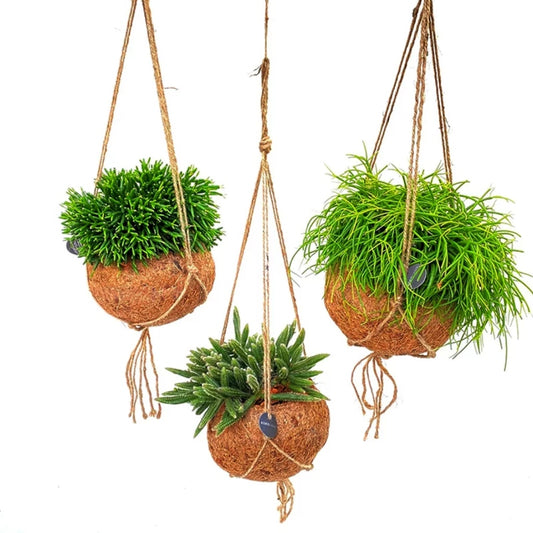 Kokodama-Ampel-Set Rhipsalis