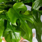 Kokodama-Ampel Monstera Minima