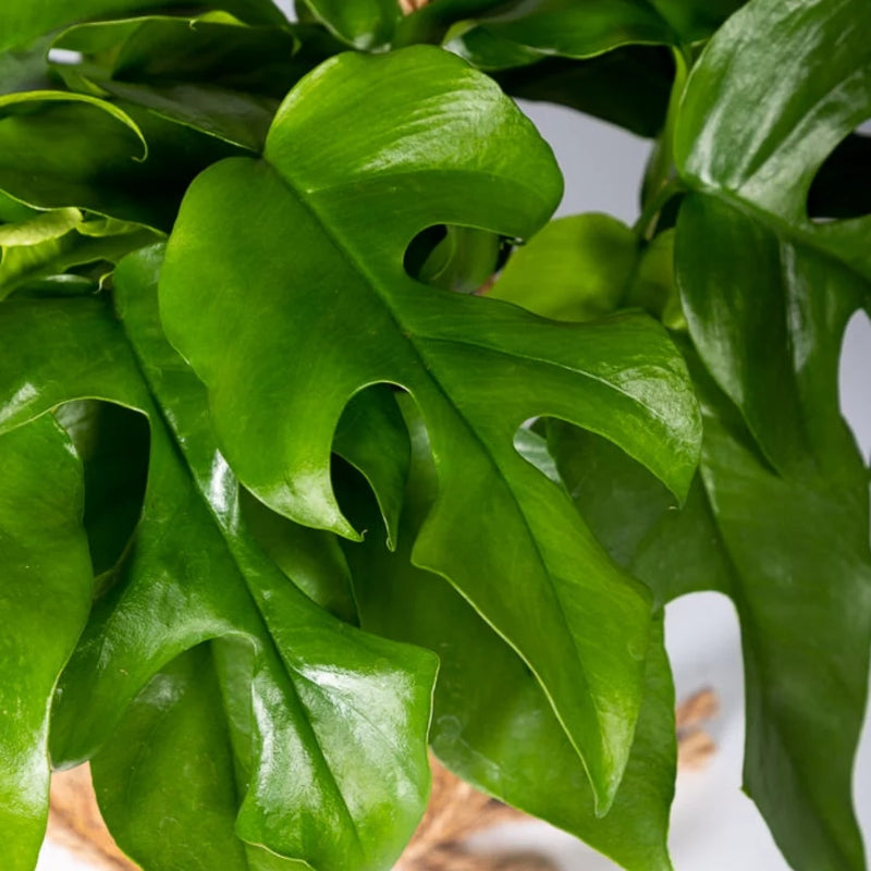 Kokodama-Ampel Monstera Minima