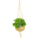Kokodama-Ampel-Set Rhipsalis