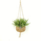 Kokodama-Ampel-Set Rhipsalis